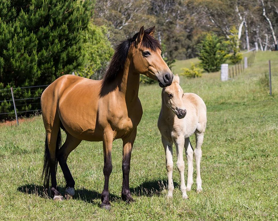 Timor Pony